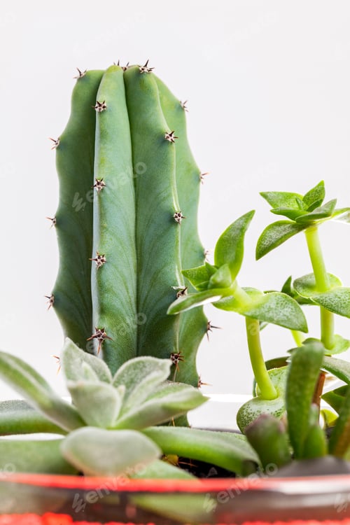 Preview: Succulent Plants with Cactus Against a White Background