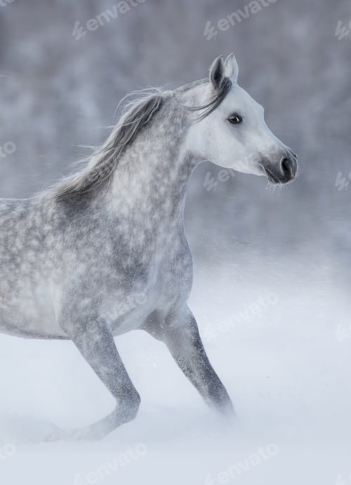 Preview: Purebred grey arabian horse running during blizzard.