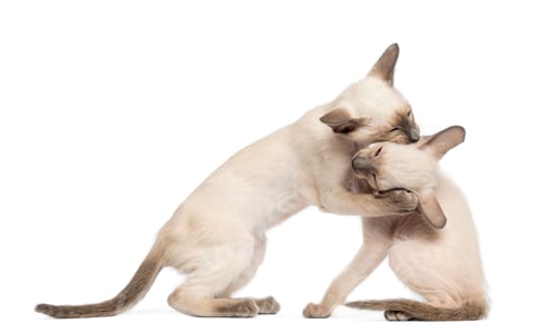 Preview: Two Oriental Shorthair kittens, 9 weeks old, play fighting against white background