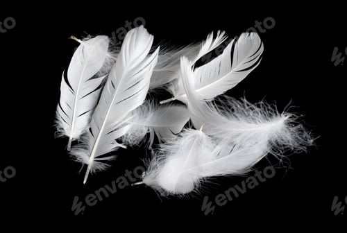 Preview: white feather of a goose on a black background