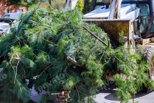 Preview: Landscapers clean up in the remove tree branches