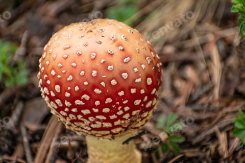 Preview: Mushroom Amanita muscaria