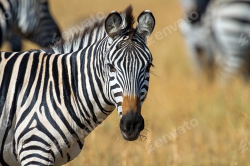 Preview: Zebra on grassland in Africa