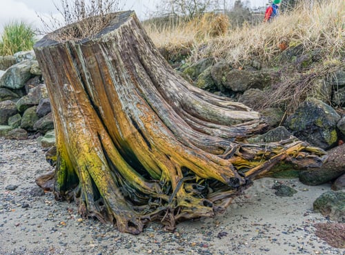 Preview: A Tree Stump On Shthe Shoreline In Ruston, Washington.