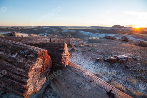 Preview: Petrified forest