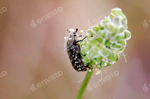 Preview: Close up macro shot of insects in garde, spring animals.