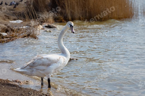 Preview: White swans close-up on the water.