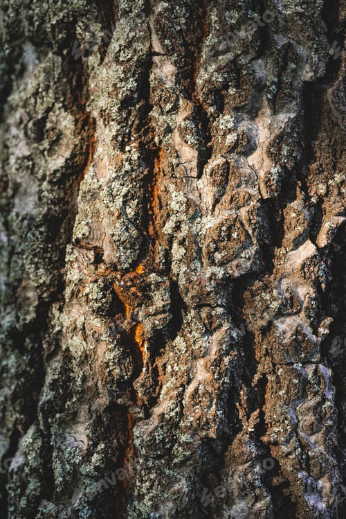 Preview: Close up texture of grey bark of tree