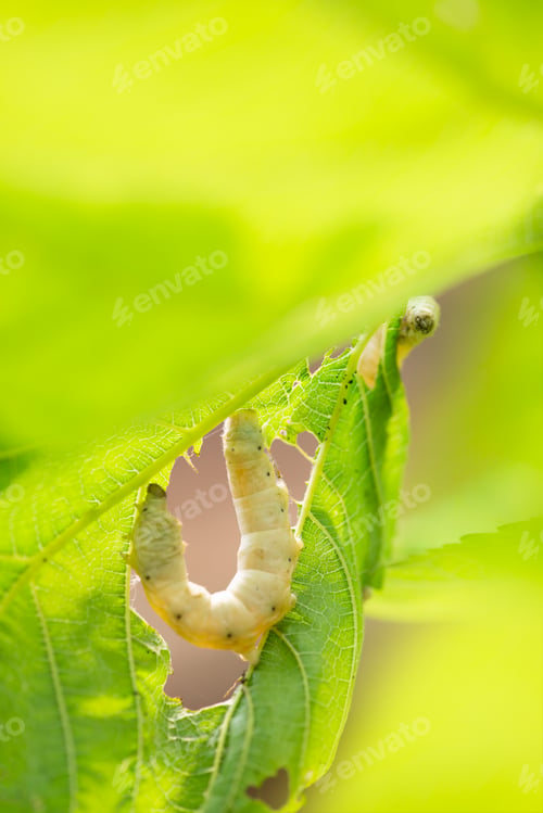 Preview: silkworm