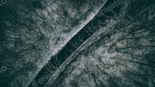 Preview: Aerial shot of bare trees in a winter forest