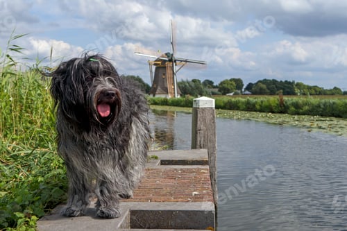 Preview: Dutch sheepdog (Schapendoes) for a windmill