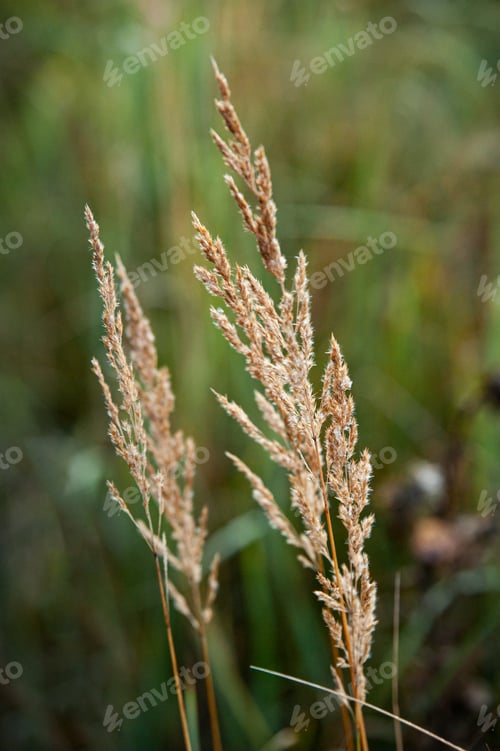 Preview: Selective of a golden weed in the field