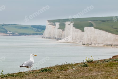 Preview: Seagull and cliffs