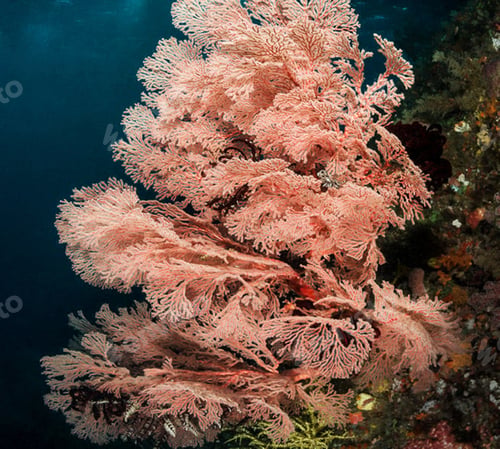 Preview: A Beautiful and Magical Indonesia underwater pictures