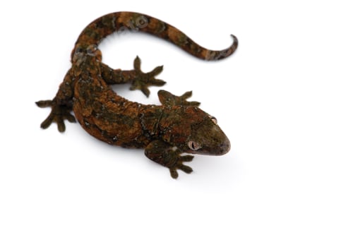 Preview: The mossy New Caledonian gecko isolated on white background