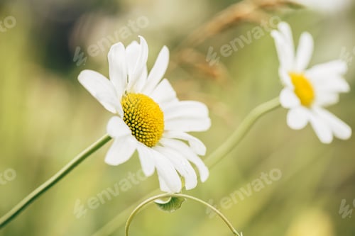 Preview: Meadow Daisy Flower at Sunny Day.