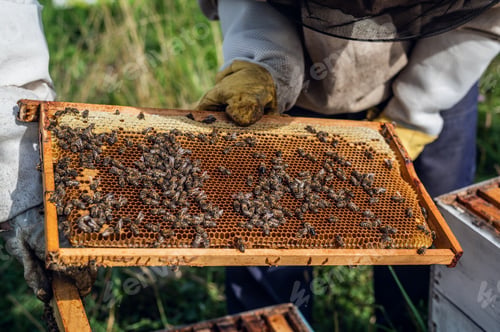 Preview: Beekeepers putting honeycomb trays with honeybees back into the beehive, beekeepers preparing to