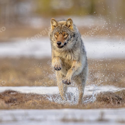 Preview: Eurasian Wolf running through water splashing