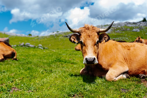 Preview: brown cow on the mountain