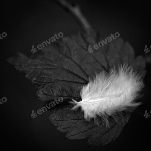 Preview: Closeup of a feather on plant leaf in grayscale