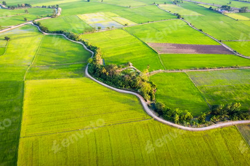 Preview: Aerial view of Green rice paddy field, farming cultivation in agricultural land at countryside
