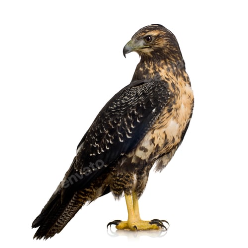 Preview: Young Black-chested Buzzard-eagle () - Geranoaetus melanoleucus