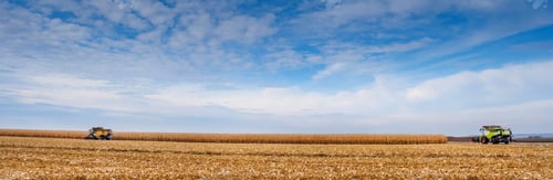 Preview: panoramic view of a corn field where harvesters are working, harvesting