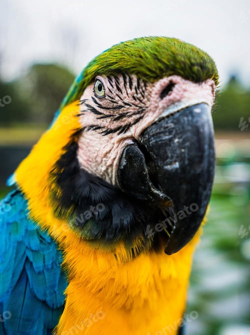 Preview: bird, parrot, Scarlet, Macaw