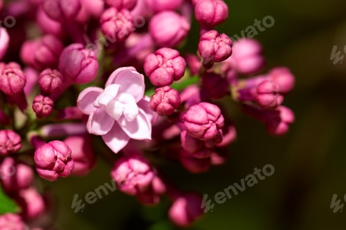 Preview: Light blurry photo of lilac. A blooming bush of purple flowers.