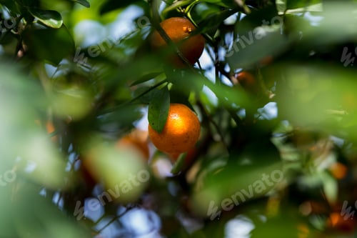 Preview: Small Orange Mandarines Hanging From A Tree Branch