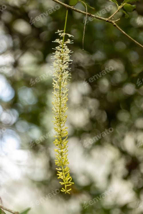 Preview: Macadamia nuts ready for harvesting
