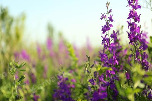 Preview: Beautiful wild flowers outdoors on sunny day. Amazing nature in summer