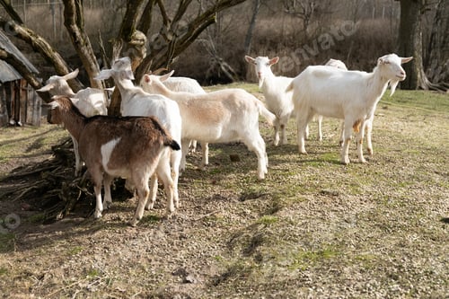 Preview: Herd of Goats Standing on Top of Grass Covered Field