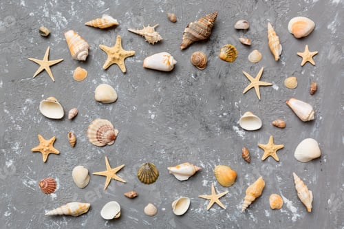 Concepto de horario de verano Composición plana con hermosas estrellas de mar y conchas marinas