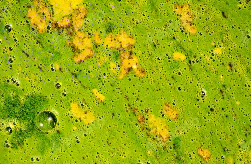 Preview: Green mossy water, duckweed background