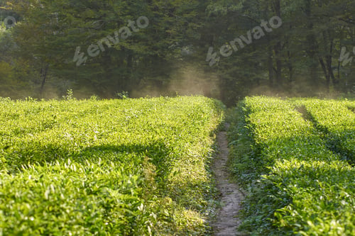 Preview: Sunlit green tea fields with pathway through dense vegetation and misty forest