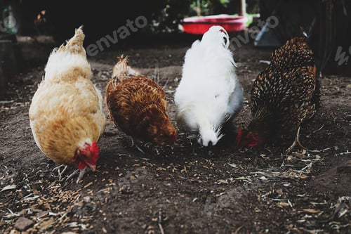 Preview: Selective focus shot of chickens in a field