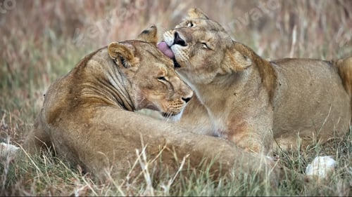 Preview: Two majestic African lions resting peacefully in a lush grassy landscape