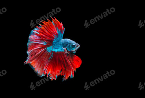 Preview: Colourful betta fish,Siamese fighting fish in movement isolated on black background. Capture the mov