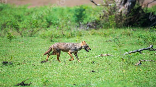 Preview: Sri Lankan jackal prowls through the grassy wilderness of Yala National Park