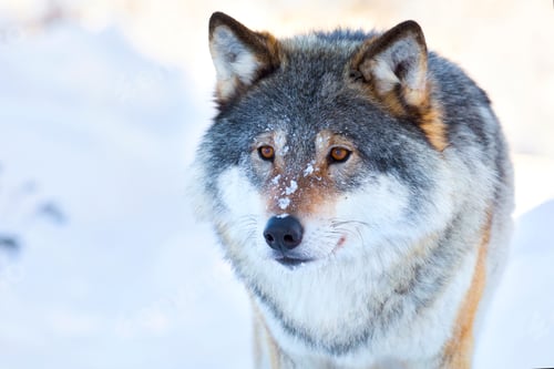 Preview: Close-up portrait of a wolf in the winter