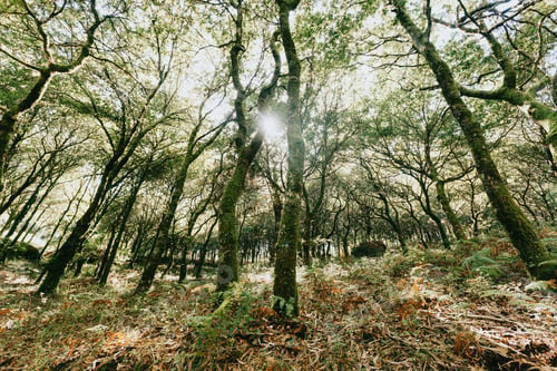 Preview: Ancient trees of the forest during summer