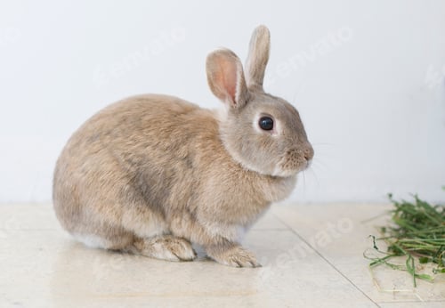 Preview: portrait of a fluffy beige rabbit eating grass, pet, cute animal
