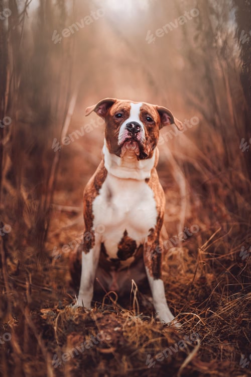 Preview: Vertical shot of an American Staffordshire terrier in a dry grassy field.
