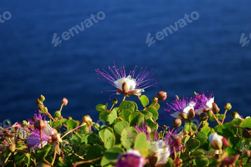 Preview: Caper plant bush with flowers in full bloom