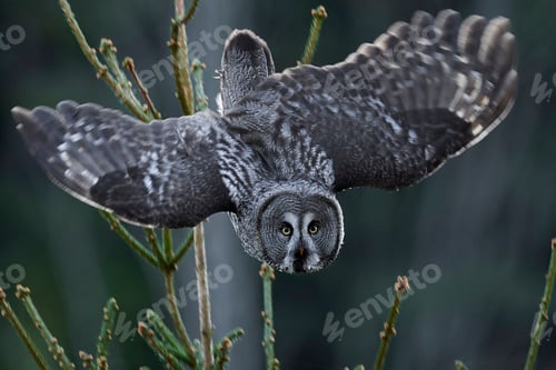 Preview: Great grey owl (Strix nebulosa)