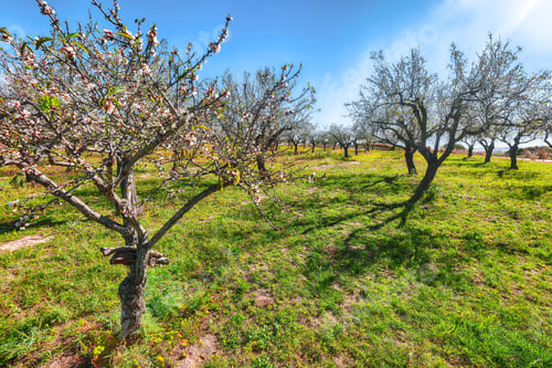 Preview: Beautiful pink almond flowers on almond tree branch in spring Italian garden, Sicilia