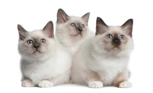 Preview: Birman Kittens, 2 months old, sitting in front of white background