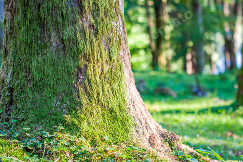 Preview: Stump with moss in autumn forest. Old tree stump covered with moss in the coniferous forest