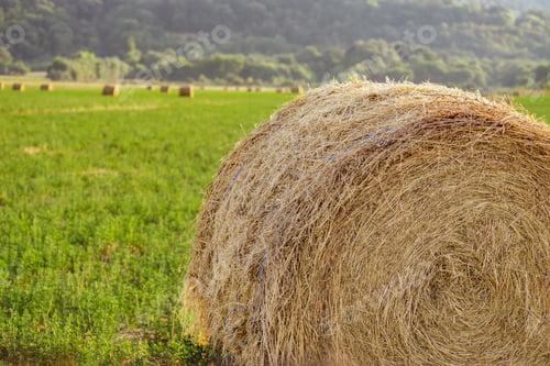 Preview: Evening landscape of straw hay bales on green field at sunset. Rural nature